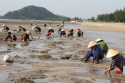 Ra biển Quỳnh, Nghệ An xới cát tìm thứ "đặc sản" tự nhiên nhà nhà đều mê