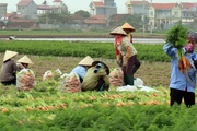 Bắc Ninh ra Nghị quyết hỗ trợ phát triển nông nghiệp, mức cao nhất lên tới 2,5 tỷ đồng