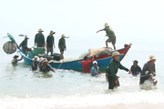 Trúng đậm những mẻ cá đặc sản, ngư dân Quảng Bình ra khơi cả ngày lẫn đêm thu về tiền triệu