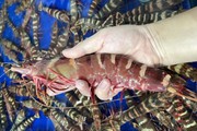 Đắt hơn cả tôm hùm, loại tôm này có giá gần 2 triệu/kg, phải đặt hàng cả tháng mới mua được