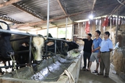 Hội nông dân Phù Yên: Đồng hành cùng nông dân phát triển kinh tế