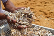 Quảng Bình: Loài cá gần bằng ngón tay giúp ngư dân thu nhập chục triệu mỗi ngày