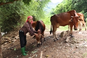 Chăn nuôi gia súc - Cơ hội thoát nghèo cho vùng cao Bắc Yên