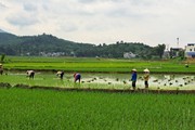 Lào Cai: Nhiều giải pháp phát triển nông nghiệp toàn diện