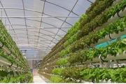 Hà Lan: Giá năng lượng tăng cao, nghề trồng rau nhà kính phải chuyển đổi