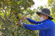 Thừa Thiên Huế: Sản phẩm cam Nam Đông được công nhận đạt tiêu chuẩn VietGAP