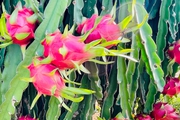 Thanh long và các sản phẩm thanh long Bình Thuận sẽ tham gia hội chợ rau quả ở Thái Lan