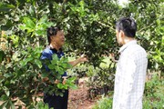 Phát triển cây mắc ca tại Thừa Thiên Huế để nâng cao thu nhập cho người dân