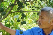 TT-Huế: Nghiên cứu phát triển cây mắc ca để nâng cao thu nhập cho người dân