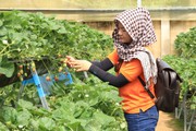 Lâm Đồng: Chăm vườn dâu bằng điện thoại, chủ trang trại thích ứng với biến đổi khí hậu