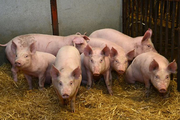 Giá lợn hơi có thể sớm giảm "mất đầu số 6"