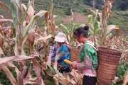 Niềm vui của nông dân trồng ngô ở vùng cao Sơn La