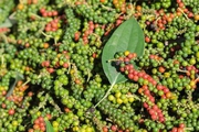 Giá tiêu chờ tín hiệu từ thị trường Trung Quốc và EU