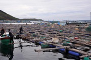 Người dân Bình Định, Phú Yên chạy các lồng tôm hùm tiền tỷ trước bão Noru