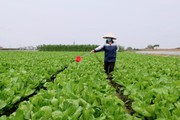 Quản chặt việc cấp chứng nhận vùng rau VietGAP