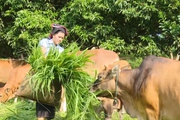 Yên Châu: Đẩy mạnh chăn nuôi giúp nông dân vươn lên làm giàu