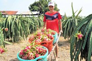 Không biết Trung Quốc mua thanh long để làm gì, Long An không dám kêu gọi nông dân trồng