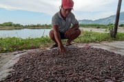 Nuôi con đặc sản ví như "nhân sâm biển", mở ra hướng làm giàu cho nông dân Khánh Hòa