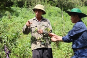 Bắc Yên tận dụng lợi thế để phát triển kinh tế