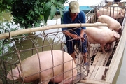 Giá lợn hơi tiếp tục giảm sau kỳ nghỉ lễ