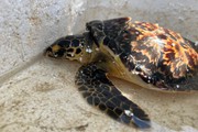 Giám đốc Sở NNPTNT Bình Định tặng bằng khen cho người "giải cứu" rùa biển quý hiếm 