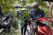 Rừng xơ xác bởi các "thợ săn" phong lan rừng, hoa lan rừng trong sách Đỏ có loài đã tuyệt chủng