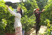 Trồng mai vàng, nghe nông dân chuyên nghiệp ở Tiền Giang tiết lộ bí quyết làm chậu mai Tết đẹp, hoa to