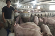 Tết đến nơi mà giá lợn hơi giảm chỉ còn 50.000 đồng/kg, người chăn nuôi lỗ 500.000 đến 1 triệu đồng/con