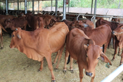 Chăn nuôi gia súc quy mô, bài bản, cách làm giàu của nông dân Lai Châu