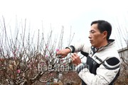 Trồng thứ cây cảnh chưng Tết mang ý nghĩa bình yên, hạnh phúc nông dân Hòa Bình "đang chạy đua"