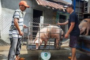 Những loài vật nuôi nào đang khiến nhiều nông dân Phú Yên mất tết, vì sao?