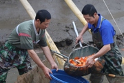 Nuôi loài cá có màu đỏ lạ, cuối năm thương lái khắp nơi đổ về thu mua, người dân làng này lãi to