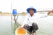Cứ nuôi hai vụ tôm, nông dân Sóc Trăng lại nuôi chèn một vụ cá dứa, cá kèo, nhà nào cũng vui vì lãi đậm