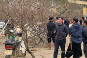 Du khách choáng với giá cây đào lên tới 10 triệu đồng ở Vân Hồ, tỉnh Sơn La