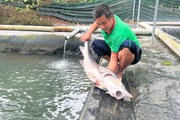Nuôi cá nước lạnh thu tiền tỷ ở Lâm Đồng, vác con cá to bự lên ai trông thấy cũng trầm trồ