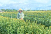 Tết đến nơi, thời tiết thế nào mà khiến nông dân trồng hoa Đắk Lắk mong trời nắng thêm?