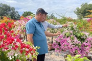 Nông dân Đồng Nai kiếm tiền tỷ nhờ trồng hoa giấy, vườn đẹp như phim, tết càng đắt hàng