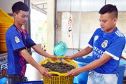 Vì sao con tôm Việt Nam khó cạnh tranh với tôm Ấn Độ, Ecuador? 
