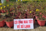 Hoa Tết TP.HCM mỏi mòn đợi khách trưa 25 tháng Chạp