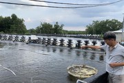 Sát tết, tôm thẻ Đồng Nai bất ngờ tăng giá, bán tại ao nông dân đút túi thêm mấy chục nghìn/kg