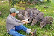 Một anh nông dân Phú Yên làm giàu với mô hình nuôi heo rừng lai, trồng mít Thái