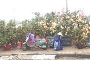 Nghệ An: Lạnh thấu xương, lại mưa phùn, người bán co ro chờ khách mua cây cảnh, đào tết