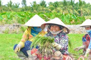 Trúng mùa kiệu tết ở Kiên Giang, người đi nhổ thuê cũng được trả tiền công "xông xênh"