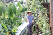 Đâu đâu cũng lo sắm tết, vì sao nông dân Đắk Lắk lại đội nắng lo đi tưới cà phê?