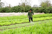Bớt bị thời tiết "làm khó", người trồng rau ngoại thành Hà Nội kỳ vọng mùa Tết bội thu