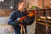Đây là loại gà hiếm có khó nhân giống ở Bắc Ninh, nuôi toàn con to, dịp Tết bán 500.000 đồng/kg