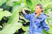 Gà gáy canh ba, người dân Nghệ An đã gọi nhau vào rừng hái lá dong, lá dúng bán Tết 
