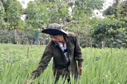 Đến khổ, tưới tắm mấy tháng trời nay thứ hoa "ương bướng" không nở, nông dân Đắk Lắk chả buồn ăn tết