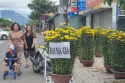 Hoa tết chiều 30 tết ở Khánh Hòa, vắng khách mua, treo bảng đại hạ giá, xả hàng đồng loạt