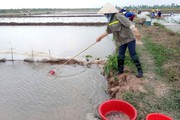 Nuôi con "lộc trời" trên ruộng lúa, nông dân Thái Bình bỏ một vốn thu bốn lời